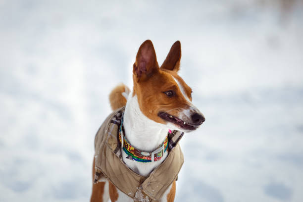 istock Basenji dog walking in winter forest 639434768