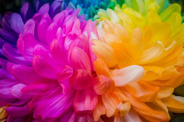 istock The closeup of rainbow Chrysanthemum. 639436372