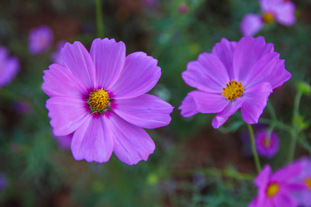 Pink Cosmos flowers in the garden, (Cosmos Bipinnatus)