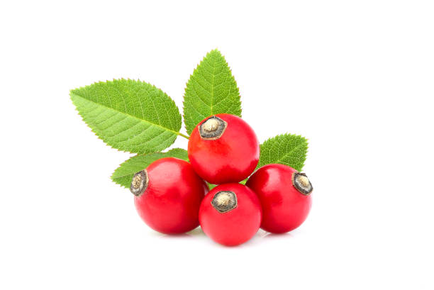 istock Rose hip with leaves isolated. 639437898