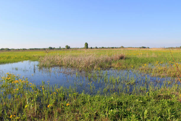 istock Wet meadow with marsh marigolds 639439418