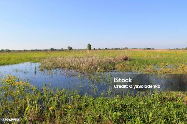 Wet Meadow With Marsh Marigolds Stock Photo - Download Image Now - Accidents and Disasters, Animal Wildlife, Buttercup