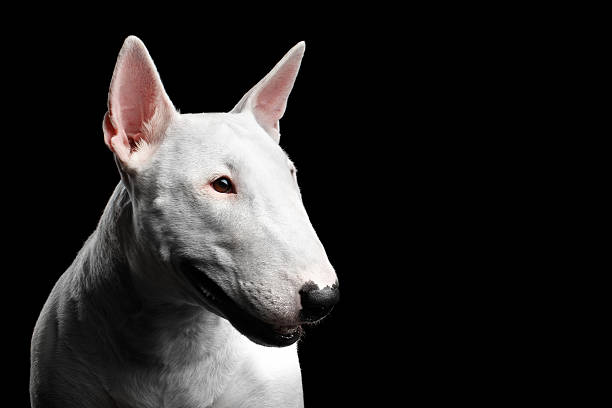 istock White Bull Terrier on isolated black background 639442338