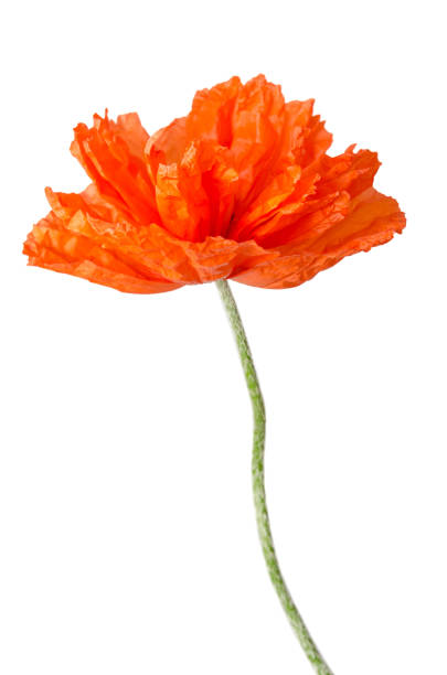 istock red poppy on a white background 639443450