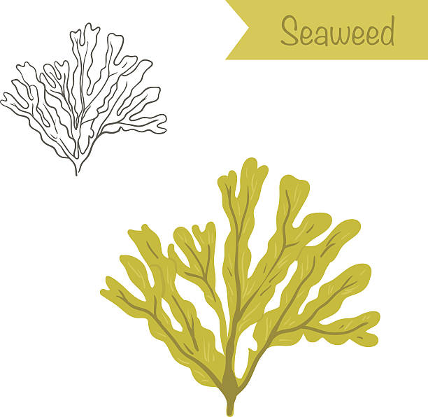 illustrazioni stock, clip art, cartoni animati e icone di tendenza di alghe vettoriali disegnate a mano e colorate - kombu