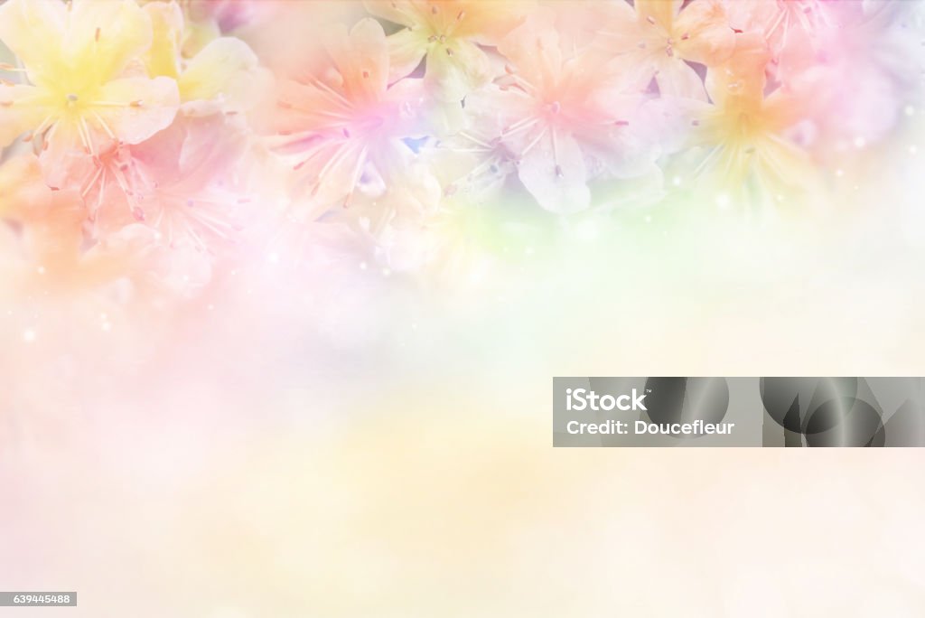 flower soft background in pastel tone for valentine or wedding beautiful flower soft background in pastel tone for valentine or wedding card in vintage style Backgrounds Stock Photo