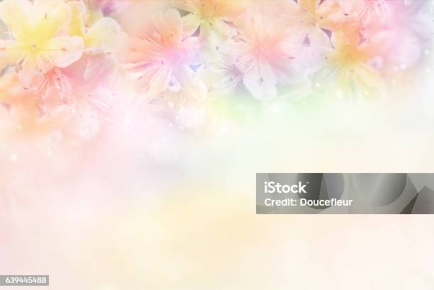 Flower Soft Background In Pastel Tone For Valentine Or Wedding Stock Photo - Download Image Now