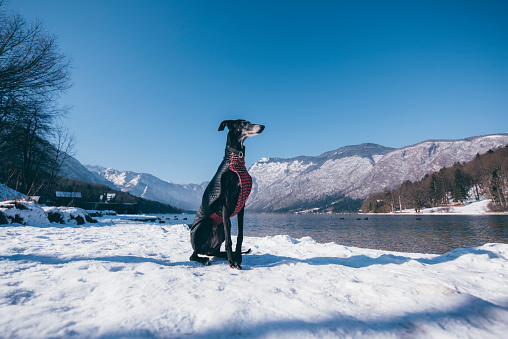Greyhound dog is sitting on a snowy field in Bohinj, Slovenia. Mountains and sun on a blue sky in the back.
