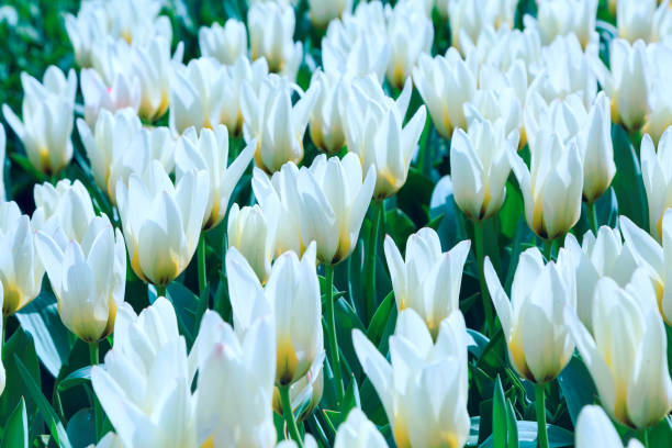 istock White tulips holiday background 639448138