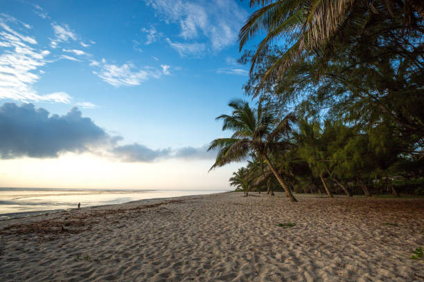 istock Paradise beach with white sand and palms 639450592