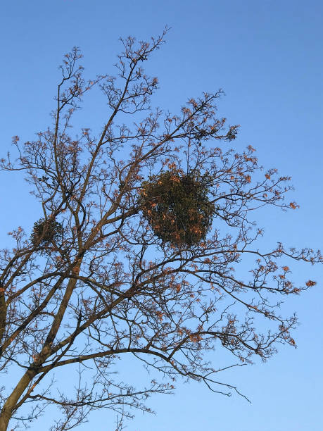 istock Mistletoe clusters clinging to the tree 639450990