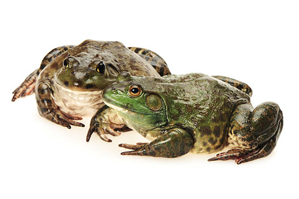 istock Bullfrog, Rana catesbeiana, 639451520