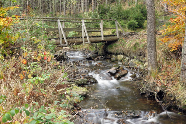 istock Brook in the autumn forest 639451886