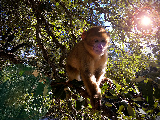Barbary macaque The Barbary macaque (Macaca sylvanus) in Morocco. They are occupying a cedar habitat in Atlas Mountains. A Barbary macaque diet consists of a mixture of plants and insect prey. barbary macaque stock pictures, royalty-free photos & images