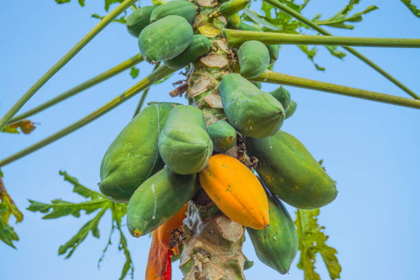 istock Close up, Papaya tree in morning light 639453712