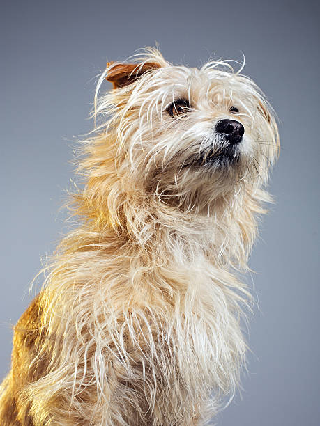 istock Golden hairy dog looking away 639453716