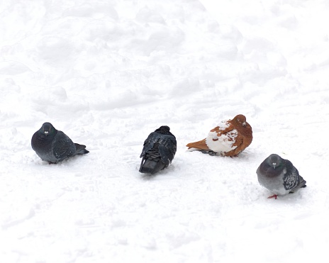 Four pigeons sitting on fresh snow on a cold winter day in the park.