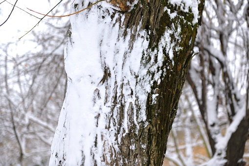 A close-up shot of a fresh snow covered tree trunk, after a strong blizzard.