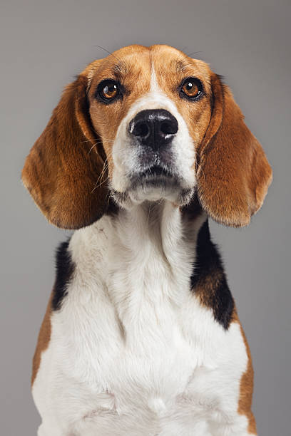 istock Close-up of Beagle against gray background 639454366