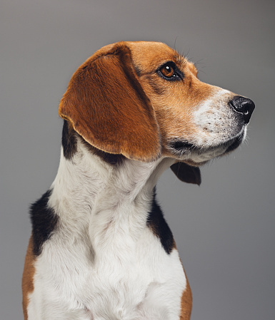 Close-up of a purebred Beagle. Pet animal is looking away. Dog against gray background. Vertical studio photography from a DSLR camera. Sharp focus on eyes.