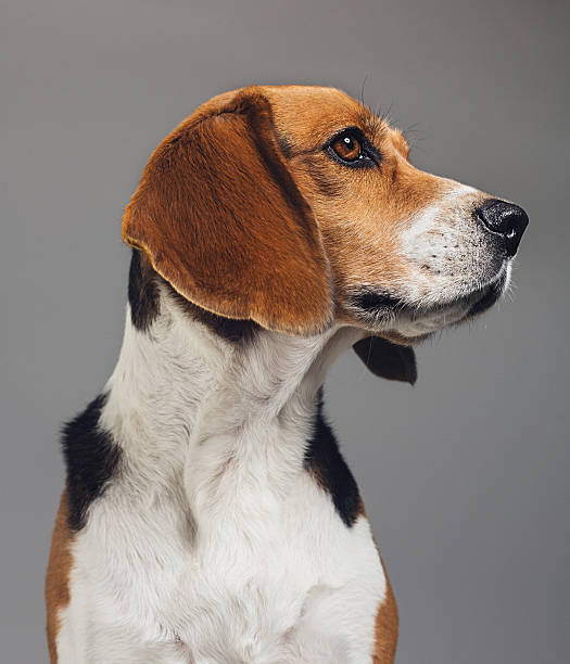 Close-up of Beagle against gray background Close-up of a purebred Beagle. Pet animal is looking away. Dog against gray background. Vertical studio photography from a DSLR camera. Sharp focus on eyes. nose photos stock pictures, royalty-free photos & images