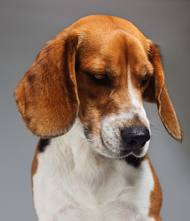 Basset hound lying on the floor facing the camera with its tongue out of its mouth licking its mouth isolated on a white background