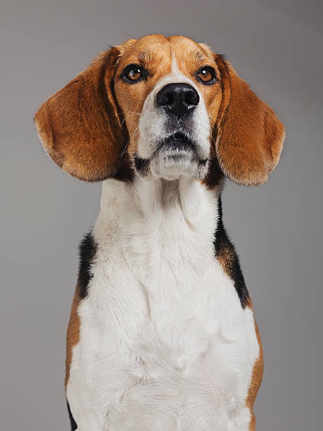istock Close-up of Beagle against gray background 639454538