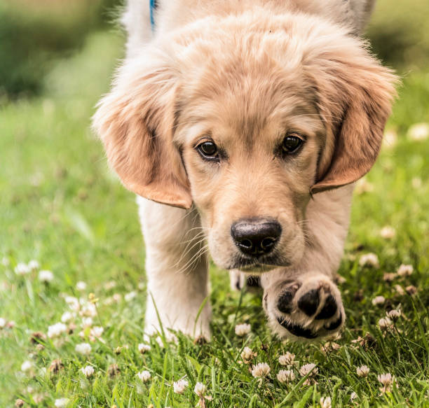 istock Golden Retriever Puppy walking through clover 639456032