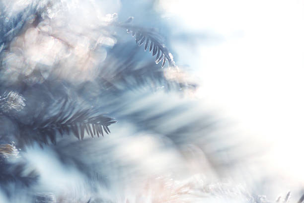 istock Pine Tree Background For Christmas Decoration 639456462