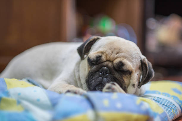 istock Pug dog bed 639456760