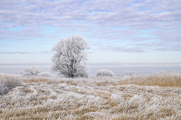 Frosty winter landscape during a beautiful winter day in the IJsseldelta region in Overijssel, The Netherlands.
