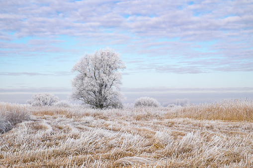 Frosty winter landscape during a beautiful winter day in the IJsseldelta region in Overijssel, The Netherlands.