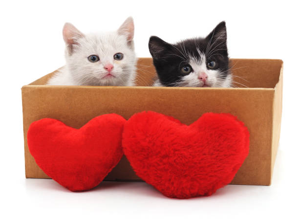 istock Two cats and red hearts. 639459892