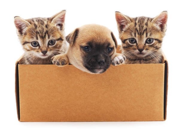istock Puppy and two kittens in a box. 639460086