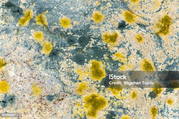 Old Stale Moldy Bread Stock Photo - Download Image Now - Fungal Mold, Spore, Bacterium