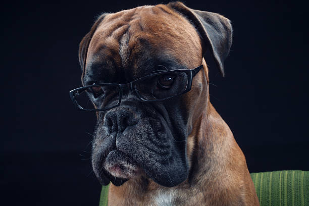 istock Boxer dog with eyeglasses  looking straight into camera. 639460586