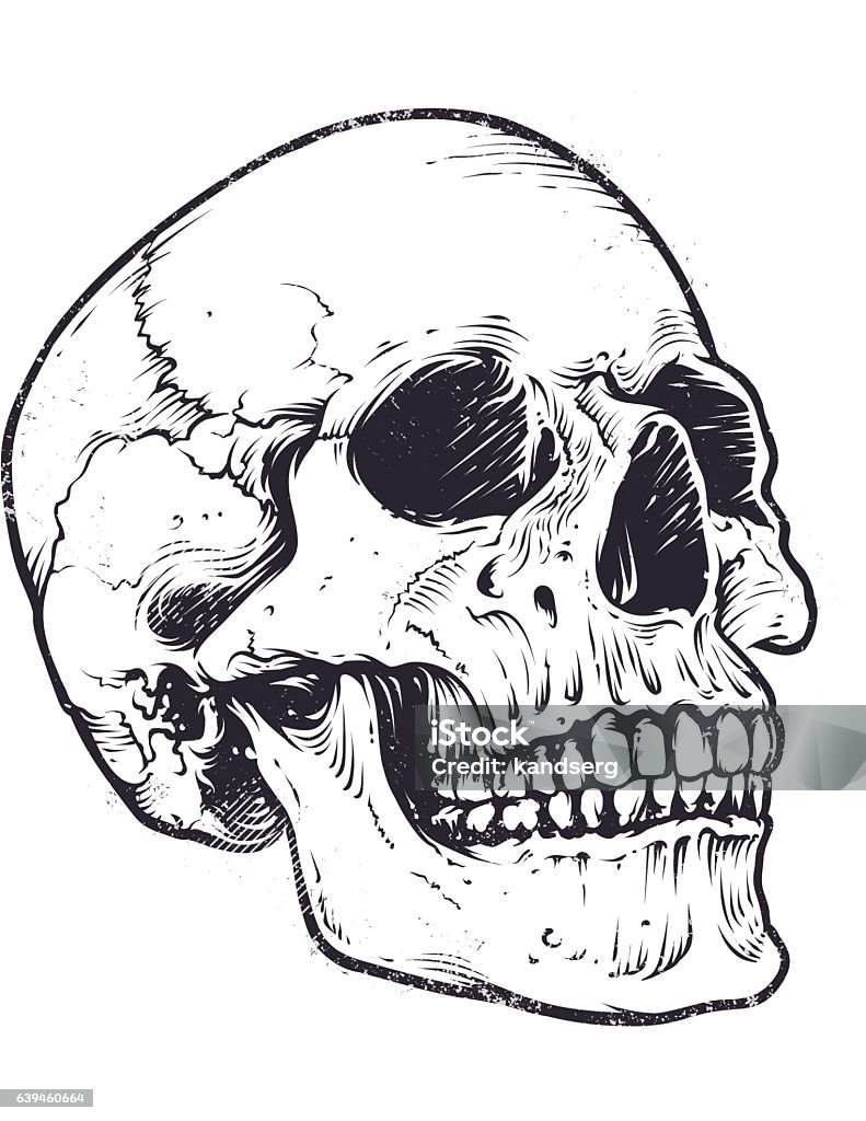 Anatomic Skull Vector Anatomic Skull Vector Art. Detailed hand-drawn illustration of skull. Grunge weathered illustration. Anatomy stock vector