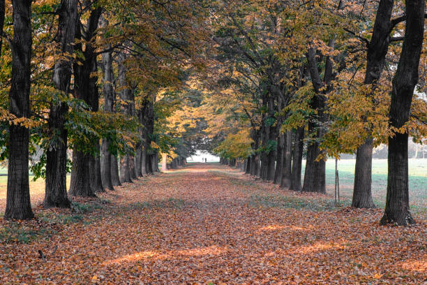 монца (италия): парк осенью - monza стоковые фото и изображения