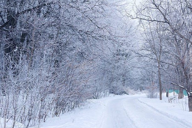 istock winter forest with the footpath covered by hoarfrost 639460942