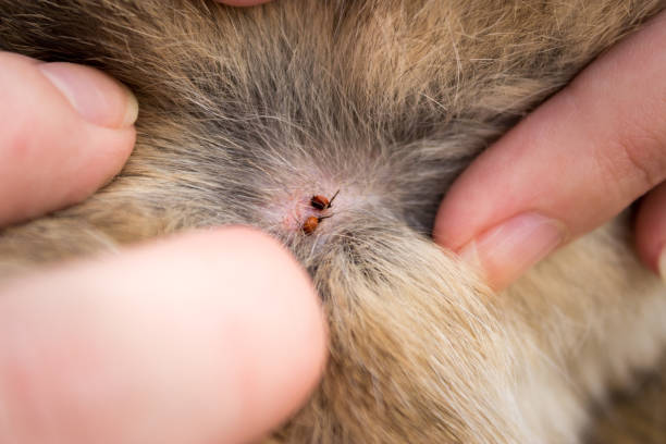 istock Danger for our pets 639462806