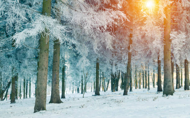 istock Winter landscape. Frost on the trees 639464044
