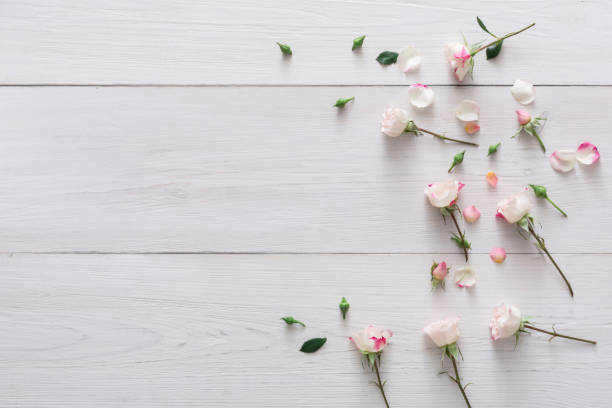 Valentine day background, petals and flowers on white wood Valentine background with scattered pink rose flowers and petals with copy space on white rustic wood. Happy lovers day mockup rose bouquet red table stock pictures, royalty-free photos & images