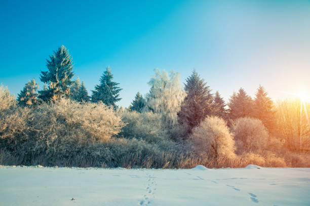 istock Winter landscape. Frost on the trees 639464248