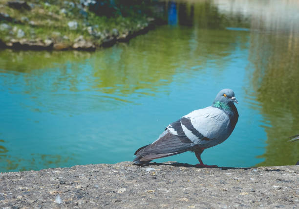 istock Pigeons in the Park 639466726