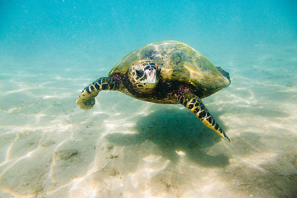 istock The hawksbill sea turtle (Eretmochelys imbricata) 639467676