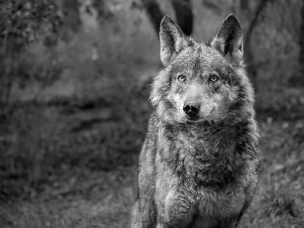 istock Female of iberian wolf (Canis lupus signatus) 639468962