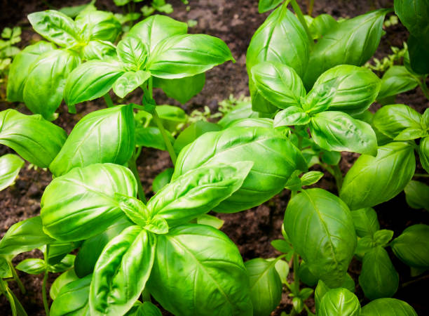 istock Green basil grows in the garden. Selective focus 639469382