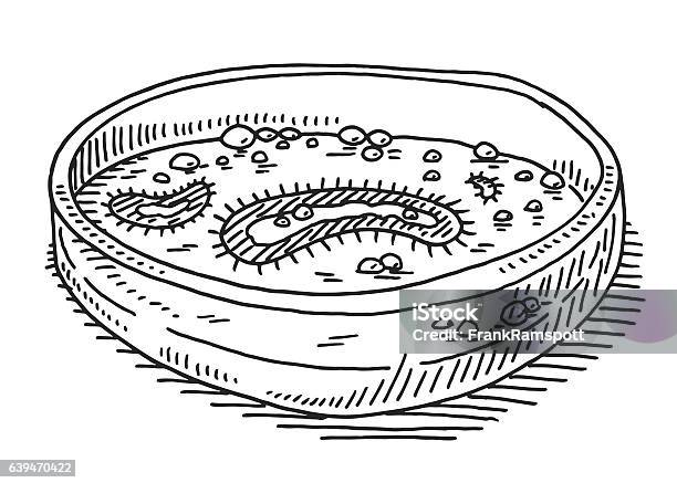 Petri Dish Bacterial Working Stocks Drawing Stock Illustration - Download Image Now - Drawing - Art Product, Petri Dish, Analyzing