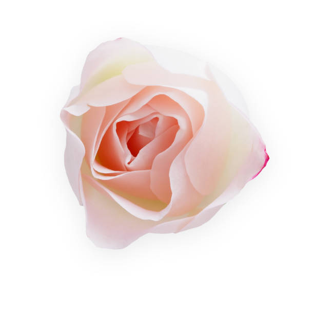 istock Pink rose flower isolated on white background 639471886