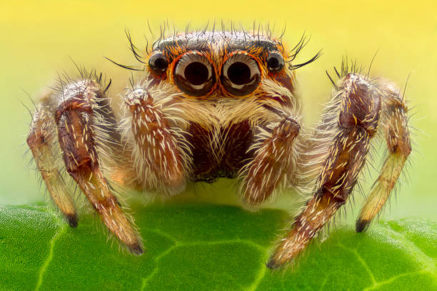 extreme vergrößerung-jumping spinne - spider stock-fotos und bilder